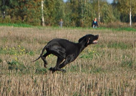 Câine de câine pointer colecție de fotografii de adulți și cățeluși