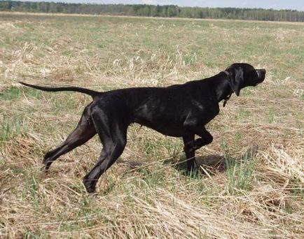 Câine de câine pointer colecție de fotografii de adulți și cățeluși