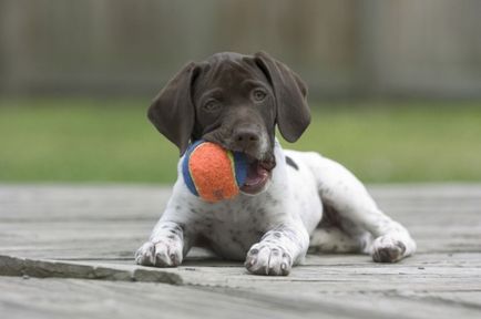 Câine de câine pointer colecție de fotografii de adulți și cățeluși