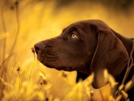 Câine de câine pointer colecție de fotografii de adulți și cățeluși