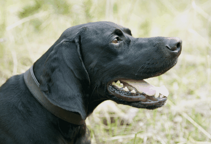 Câine de câine pointer colecție de fotografii de adulți și cățeluși