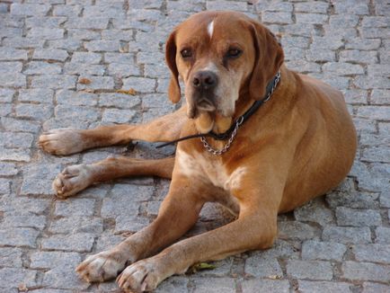 Câine de câine pointer colecție de fotografii de adulți și cățeluși