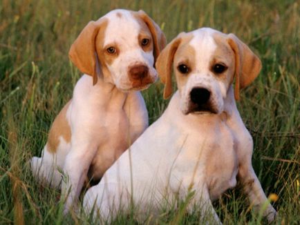 Câine de câine pointer colecție de fotografii de adulți și cățeluși