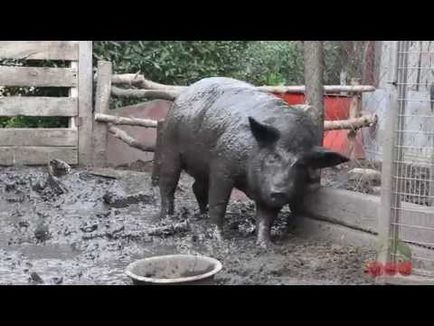 Порода свиней мангал опис і правила вирощування