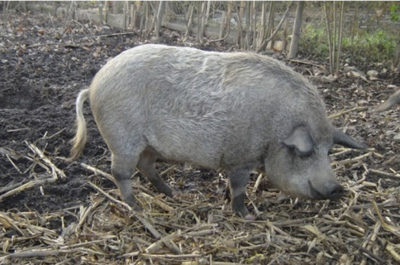 Порода свиней мангал опис і правила вирощування