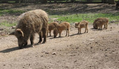 Descrierea rasei de porcine și a regulilor de cultivare