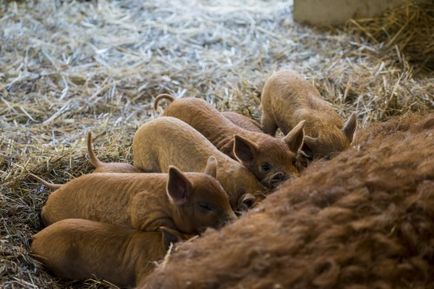 Rasă de porci gratar comentarii, conținut