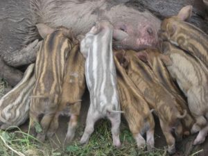 Порода свиней мангал характеристика, фото і відео