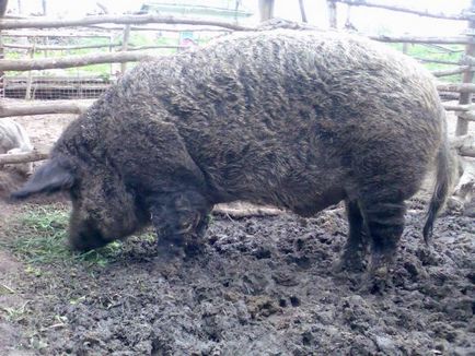 Rasa de caracteristici ale cărbunelui de porc, fotografii și videoclipuri