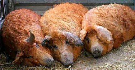 Rasa de porcine caracteristici chargal, recenzii, fotografii