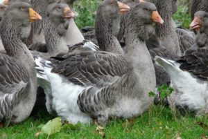 Породи гусей з фото і описом класифікація та спрямування