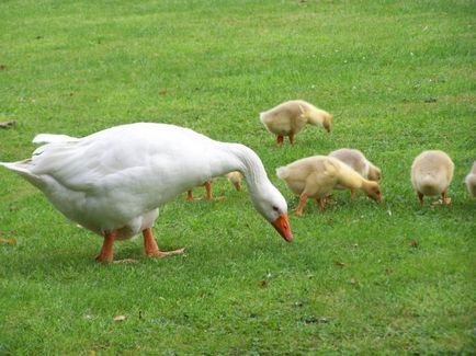 Breed liba képekkel és egy leírást a besorolás és irányok