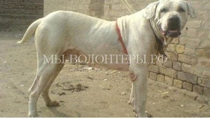 Rase de câini care necesită o pregătire și o educație deosebit de serioasă, voluntari ai adăpostului Shcherbinka din