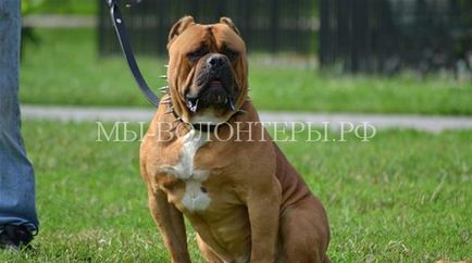 Fajtájú kutyák igénylő különösen súlyos az oktatás és képzés, menedéket önkéntesek Shcherbinka (Dogo Argentino) Fajtájú kutyák igénylő különösen súlyos az oktatás és képzés, menedéket önkéntesek Shcherbinka