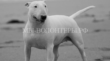 Rase de câini care necesită o pregătire și o educație deosebit de serioasă, voluntari ai adăpostului Shcherbinka din
