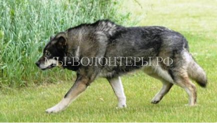 Fajtájú kutyák igénylő különösen súlyos az oktatás és képzés, menedéket önkéntesek Shcherbinka (kutya képzés) Fajtájú kutyák igénylő különösen súlyos az oktatás és képzés, menedéket önkéntesek Shcherbinka