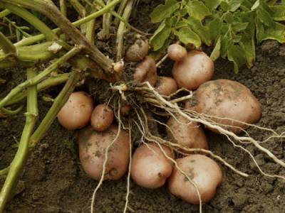 Plantarea cartofilor în zona suburbană ca să nu săpa și nu să vâneze, revista femeilor