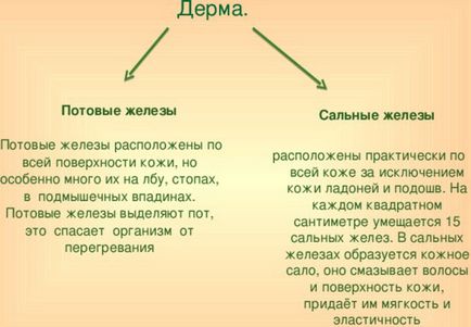 Потові залози функції, причини та лікування надмірної пітливості