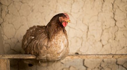 Comportamentul găinilor atunci când ouă, kurosayt - reproducere