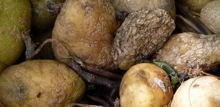 Правила зберігання картоплі в домашніх умовах