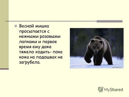 Prezentare despre motivul pentru care un urs suge o labă în timpul iernii