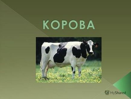 Презентація на тему зебу це дика корова або бик але її привчають зебу 1 (лат
