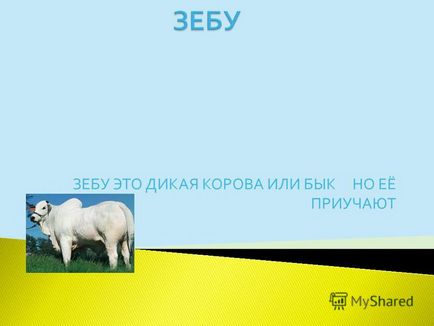 Презентація на тему зебу це дика корова або бик але її привчають зебу 1 (лат