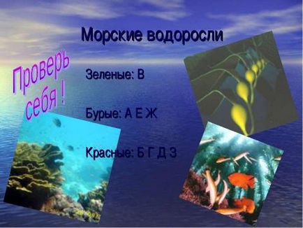 Презентація з географії на тему життя в океані 7 клас скачати безкоштовно