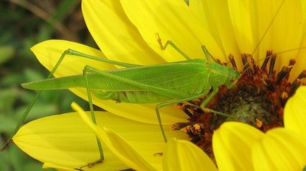 Insectele sălbatice sunt o listă de alergări care coboară la cel mai înalt nivel