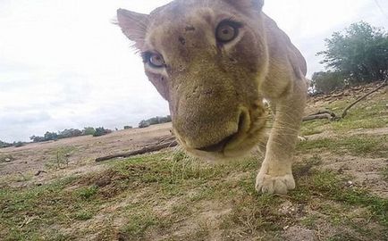 Imagini amuzante și amuzante de pisici și câini de animale! Numai cea mai bună fotografie! Pagina 14