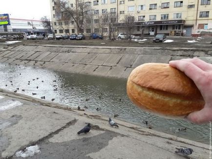 Imagini amuzante și amuzante de pisici și câini de animale! Numai cea mai bună fotografie! Pagina 14