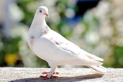 Прикмети і забобони про голубів і птахів