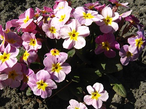 Primrose - az első kankalin (Primula) Primrose - az első kankalin