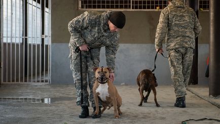 Adăpost de câini de luptă în suburbiile 