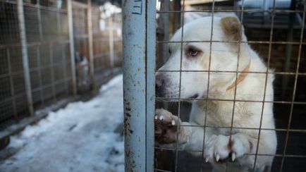 Shelter kutyák harcok a külvárosban „nehéz” háziállatok és kutyák gyógyszert - fotó - RIAMA