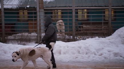 Adăpost de câini de luptă în suburbiile 