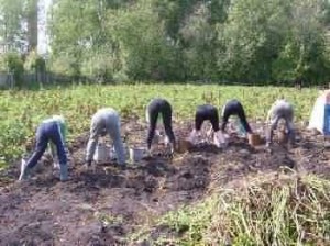 A burgonyatermesztés Oroszországban - szól burgonya (Oroszország) A burgonyatermesztés Oroszországban - szól burgonya