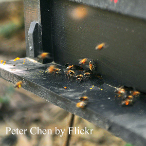 Propolis, cum să folosiți mestecați, să beți într-o formă curată și gata preparată