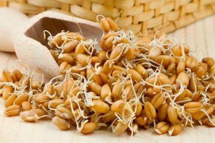 Пророщена пшениця - користь і шкода, відгуки, рецепти, як вживати для схуднення, як пророщувати