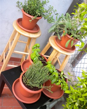 Plante condimentate pe balcon