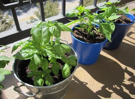 Plante condimentate pe balcon