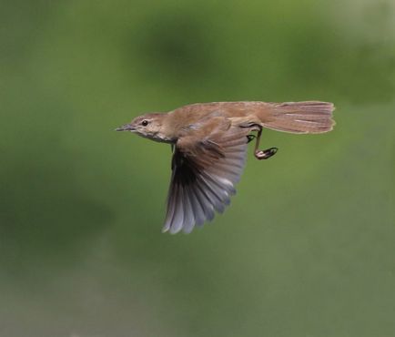 Bird cricket descriere, locuință, alimente, fotografie, voce, video