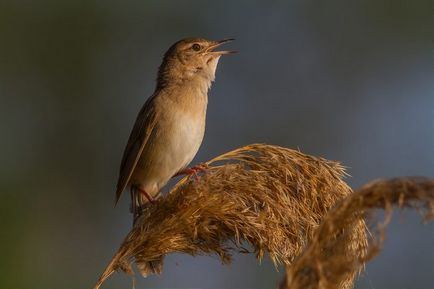 Птах цвіркун опис, проживання, харчування, фото, голос, відео