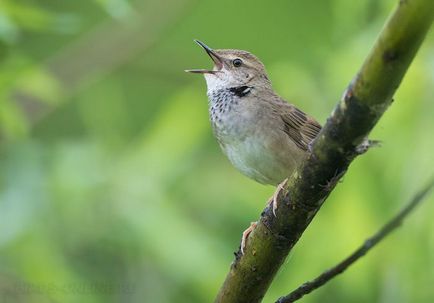 Bird cricket descriere, locuință, alimente, fotografie, voce, video