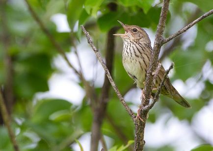 Bird cricket descriere, locuință, alimente, fotografie, voce, video