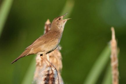 Птах цвіркун опис, проживання, харчування, фото, голос, відео