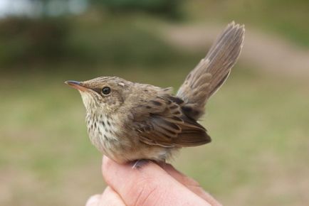 Bird cricket descriere, locuință, alimente, fotografie, voce, video