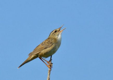 Bird cricket descriere, locuință, alimente, fotografie, voce, video