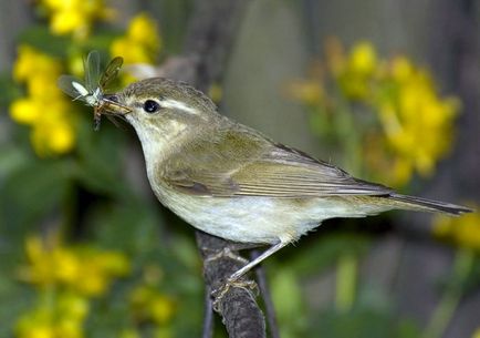 Bird cricket descriere, locuință, alimente, fotografie, voce, video