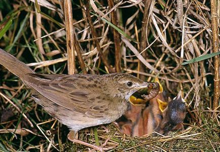 Bird cricket descriere, locuință, alimente, fotografie, voce, video